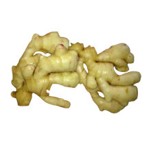 Professional supplier of new crop dried sweet ginger for sale
